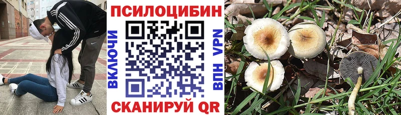 где можно купить   Данилов  Галлюциногенные грибы MAGIC MUSHROOMS 